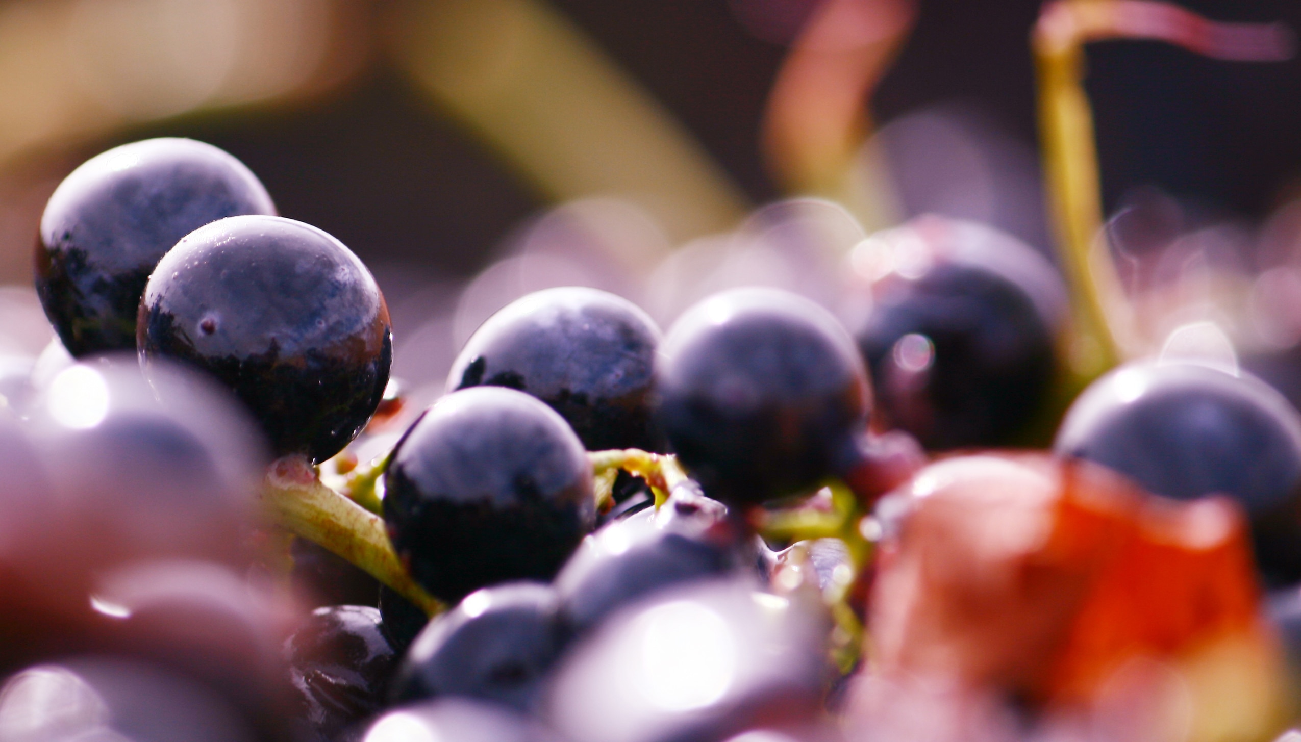 テンプラニーリョ