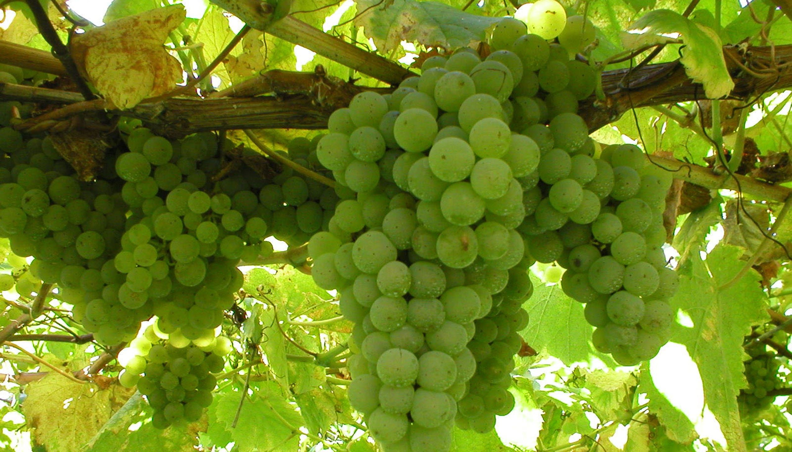 アルバリーニョ