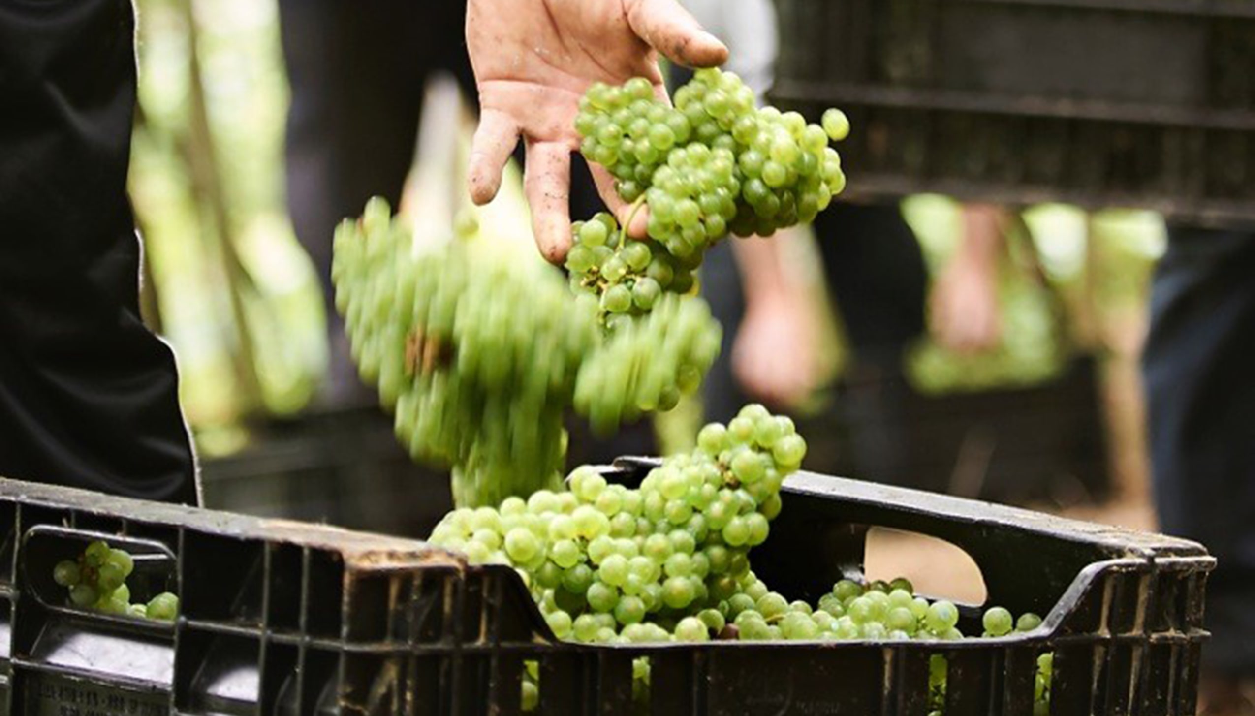 オンダラビ・スリ