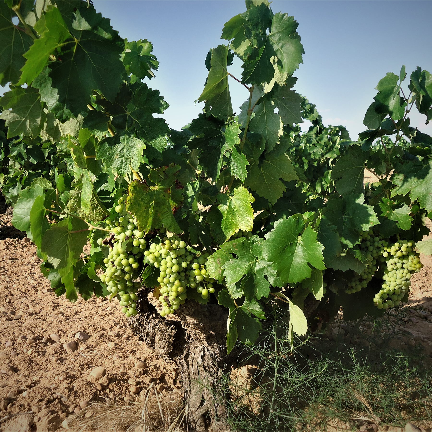 モラビア･アグリア栽培の様子