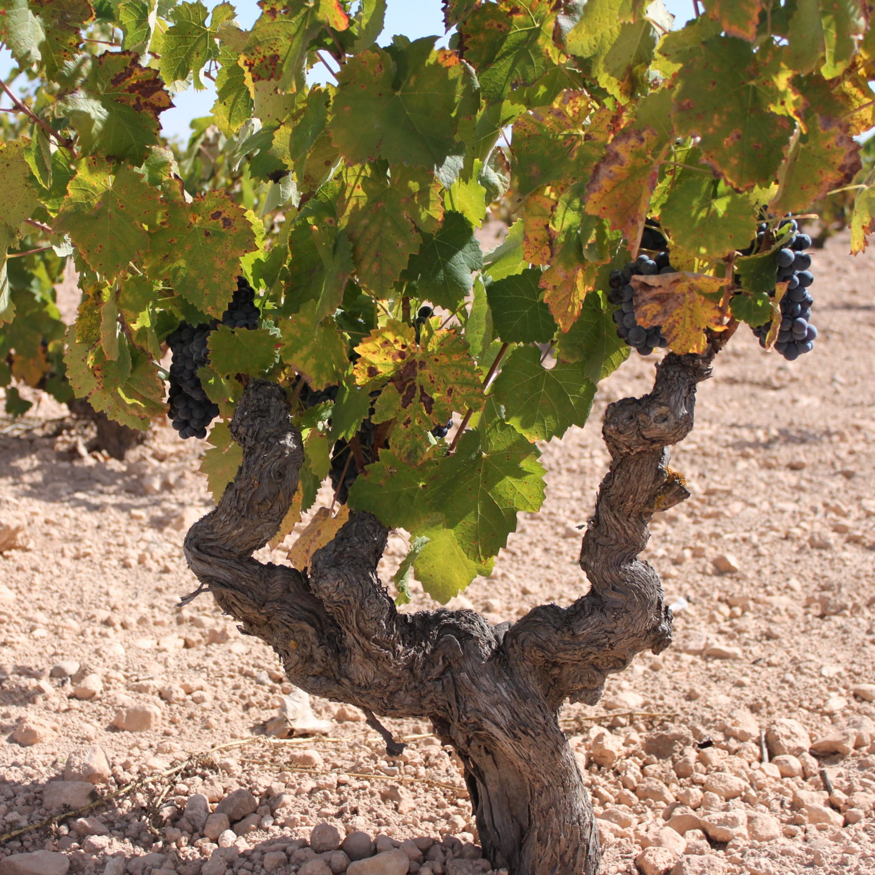 バラオンダが栽培するモナストレル